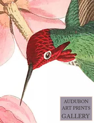 humming-bird-audubon-art-prints-gallery.jpg