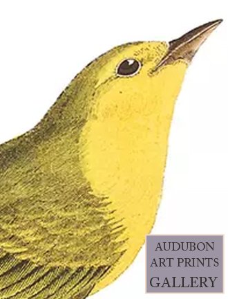 warbler-audubon-art-prints-gallery.jpg