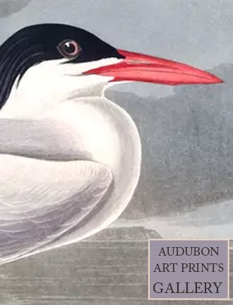 tern-audubon-art-prints-gallery.jpg