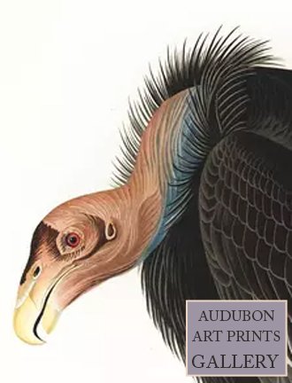 vulture-audubon-art-prints-gallery.jpg