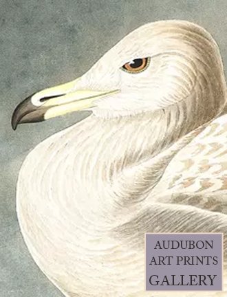 sea-gull-audubon-art-prints-gallery.jpg