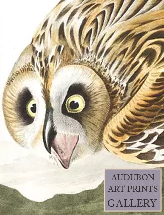 night-owl-audubon-art-prints-gallery.jpg