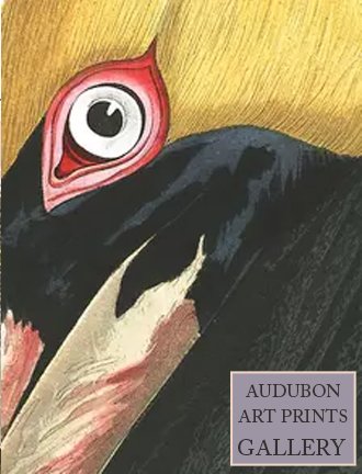 brown-pellican-audubon-art-prints-gallery.jpg