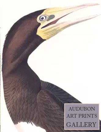 booby-gannet-audubon-art-prints-gallery.jpg