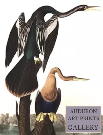 black-darter-audubon-art-prints-gallery.jpg