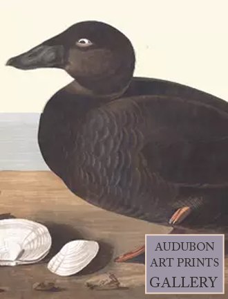 surf-duck-audubon-art-prints-gallery.jpg