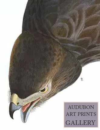black-warrior-audubon-art-prints-gallery.jpg