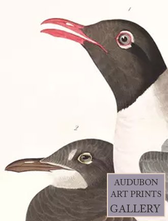 black-headed-gull-audubon-art-prints-gallery.jpg