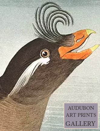 guillimot-audubon-art-prints-gallery.jpg