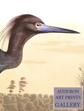 heron-audubon-art-prints-gallery.jpg