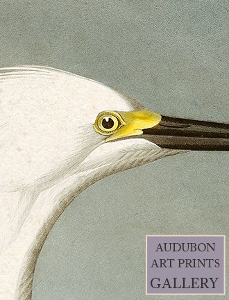 white-heron-audubon-art-prints-gallery.jpg