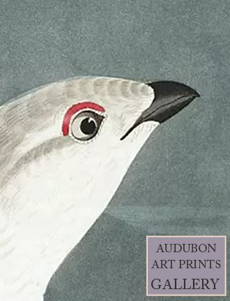 american-grous-audubon-art-prints-gallery.jpg