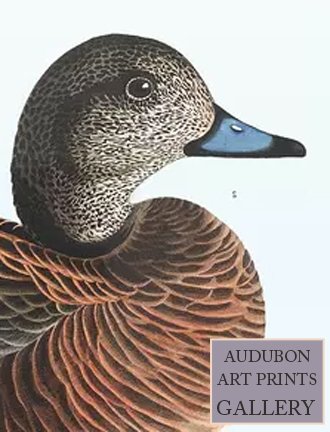 american-widgeon-audubon-art-prints-gallery.jpg