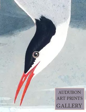 arctic-tern-audubon-art-prints-gallery.jpg