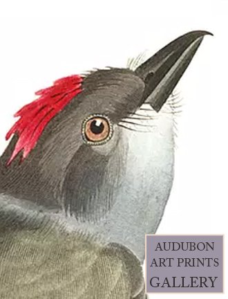 flycathcher-swallow-audubon-art-prints-gallery.jpg
