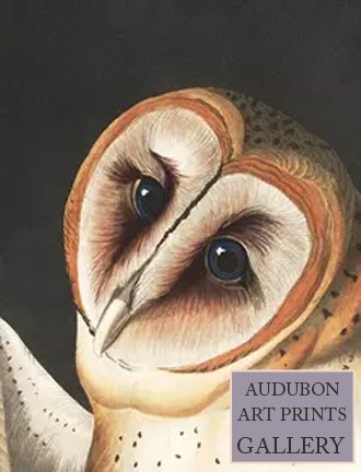 barn-owl-audubon-art-prints-gallery.jpg