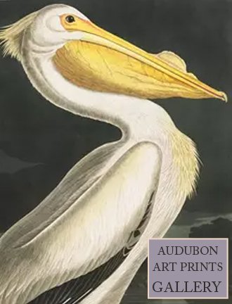 american-white-pelican-audubon-art-prints-gallery.jpg