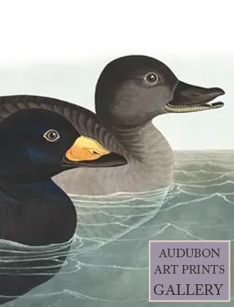scoter-ducks-audubon-art-prints-gallery.jpg