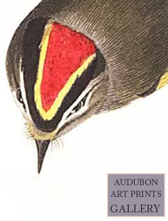 golden-wren-audubon-art-prints-gallery.jpg
