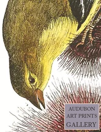 goldfinch-audubon-art-prints-gallery.jpg