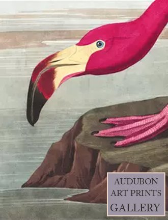 audubon-art-prints-gallery-flamingo.jpg