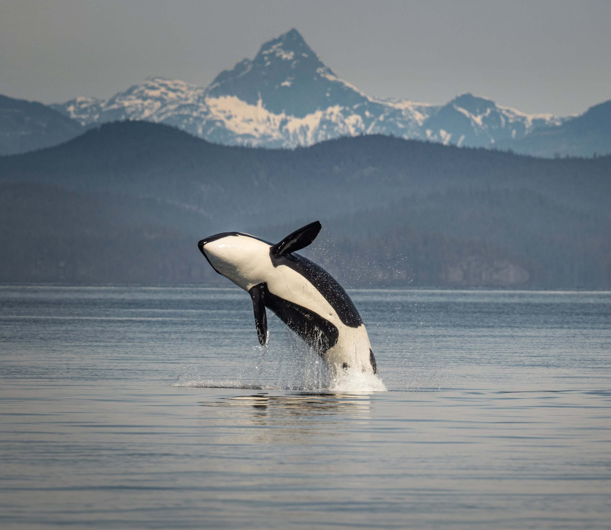 Orca.jpg