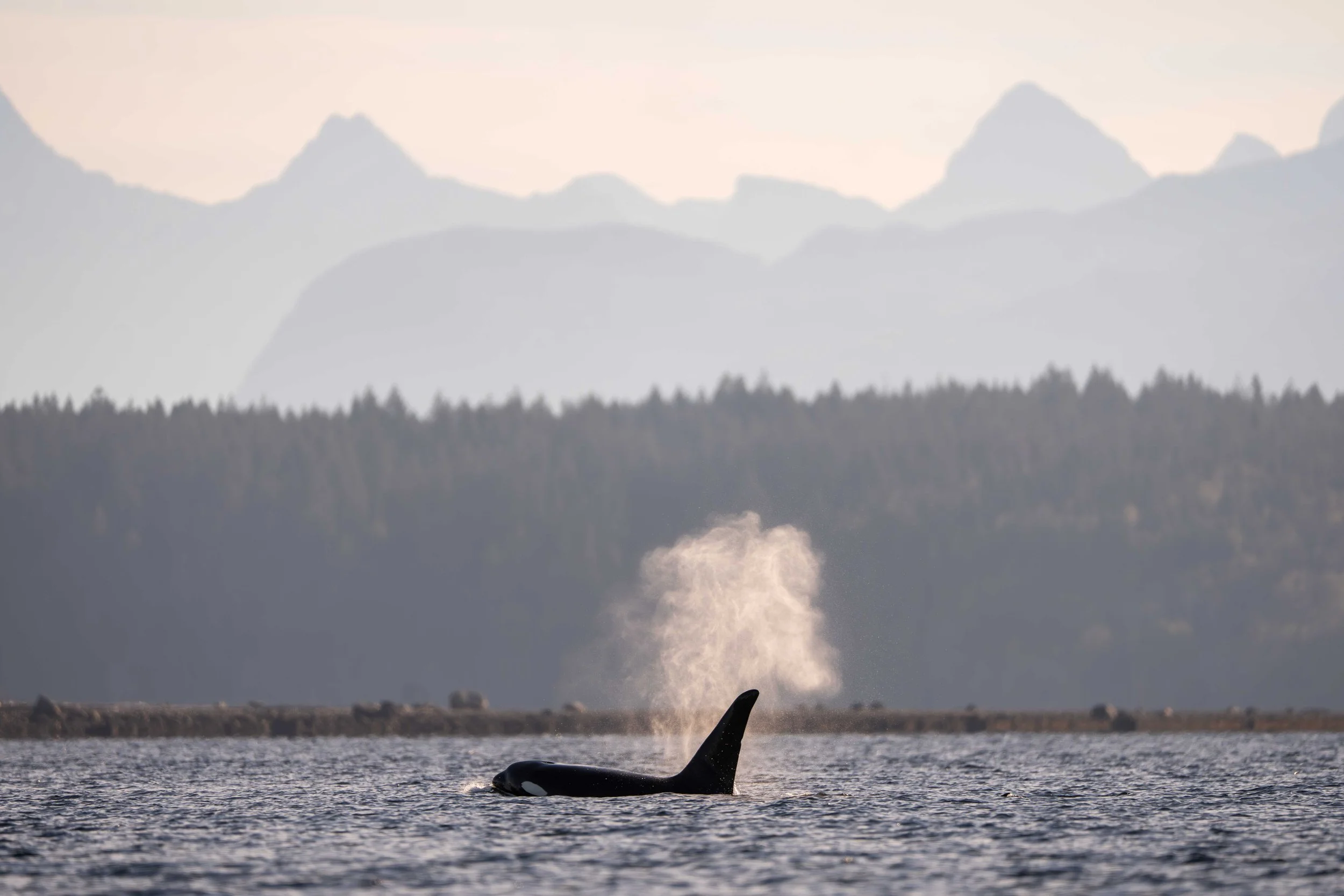 TylerCave_CampbellRiverWhale_Photos_October_2025_32.jpg