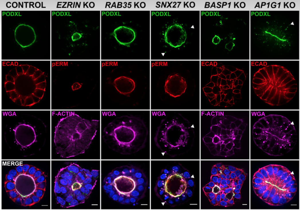 Screen Shot 2023-04-27 at 4.41.27 PM.png