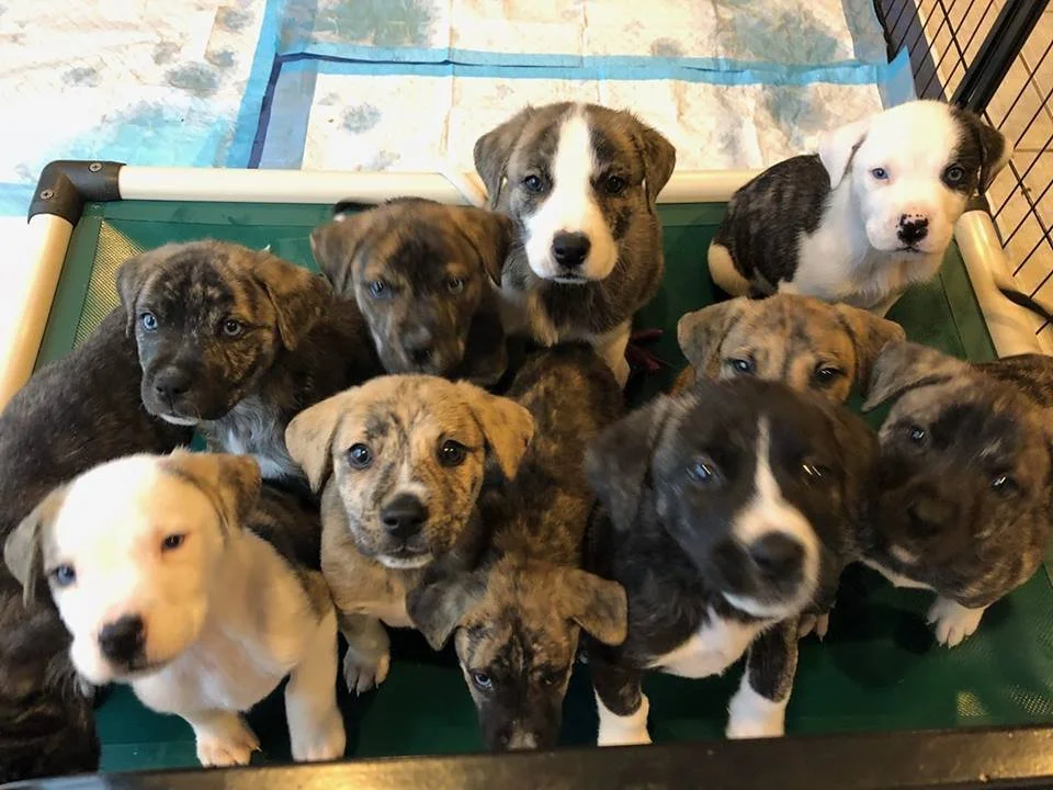 Adoptable Animals — Mama Zoey & Puppies Rescue