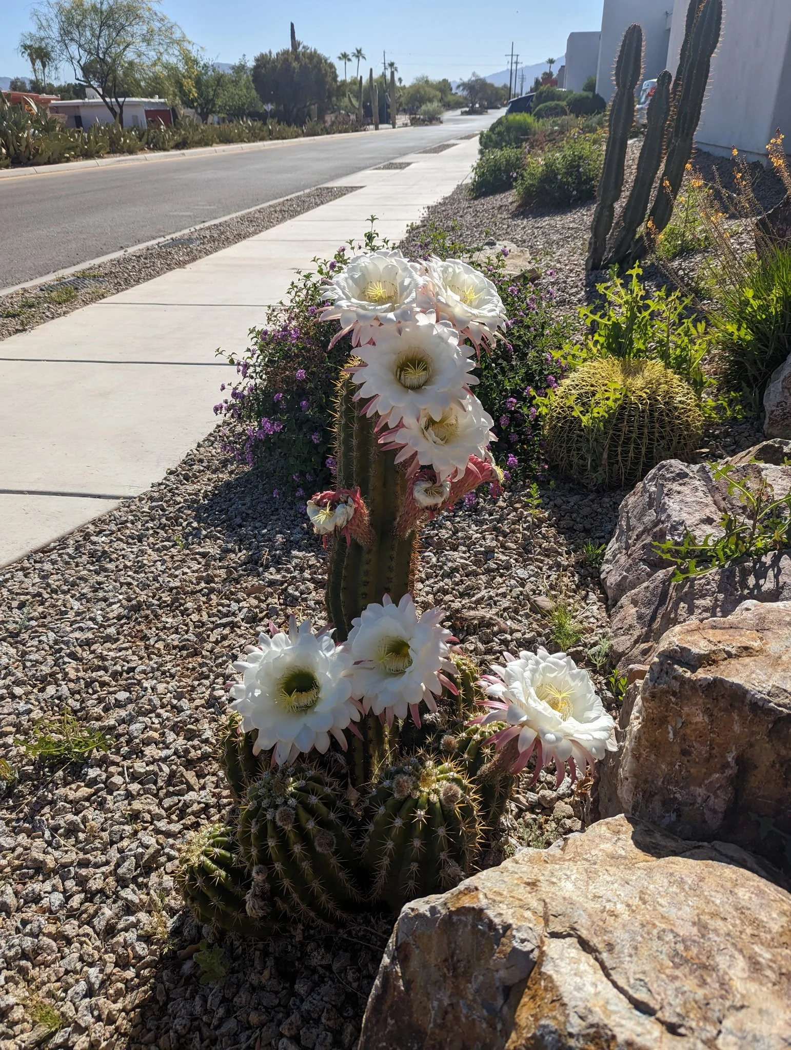 PHOTO Rainbow Cactus at Noon.JPG
