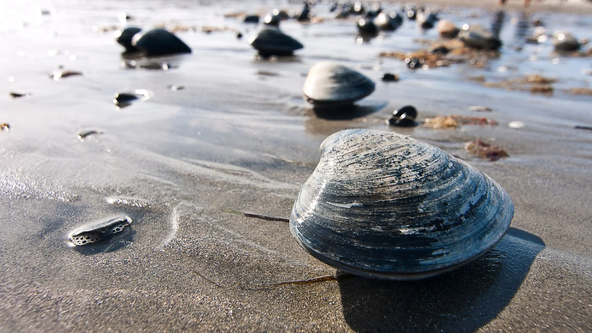 Traditional Harvest: Clams