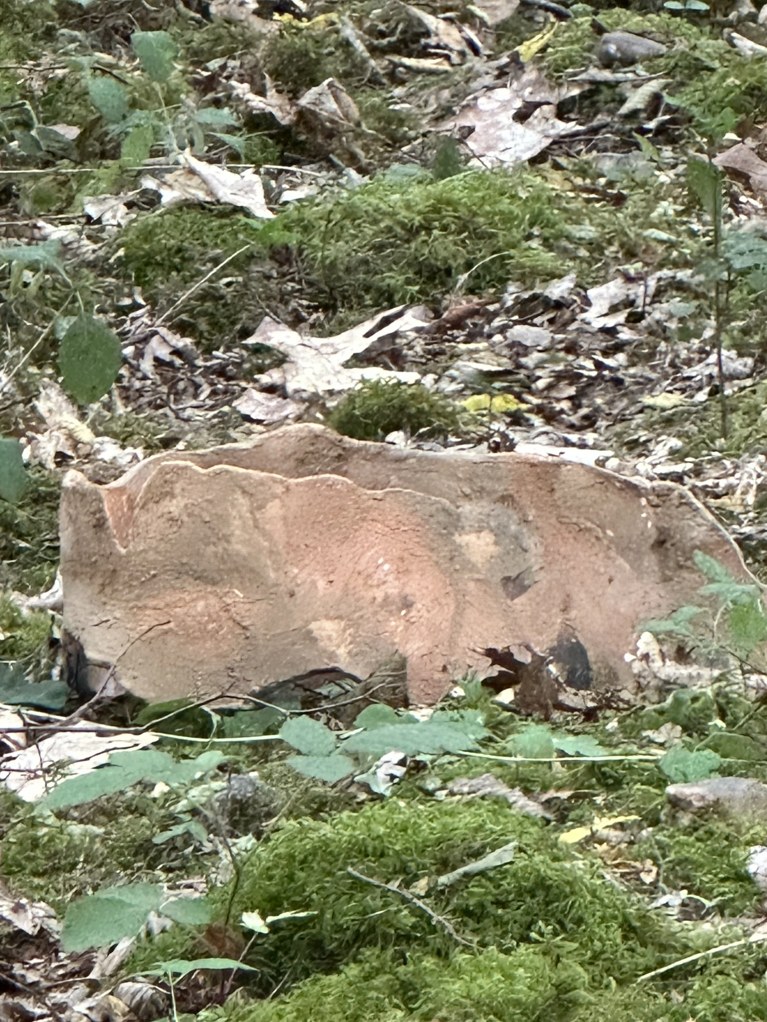 IMG_0619.jpeg