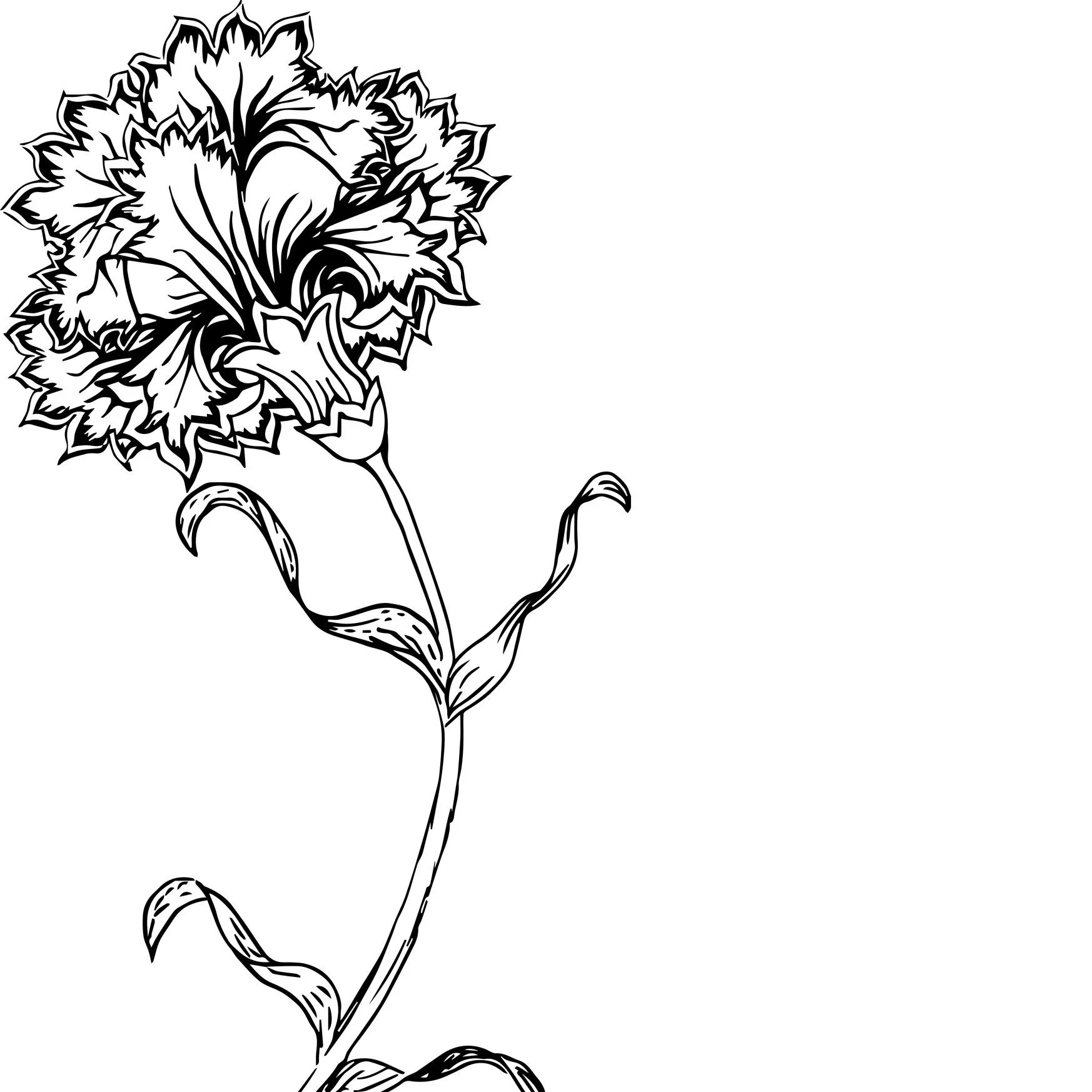 Justo+Flower+for+Logo+Vector.jpg