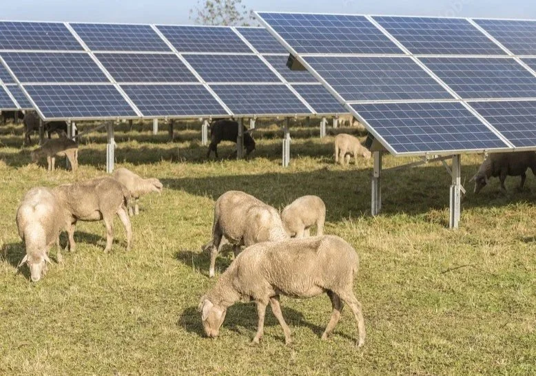 Solar Farm Wind Farm Renewables Energy Developer. Australian-owned. Sustainable. Co-use of land