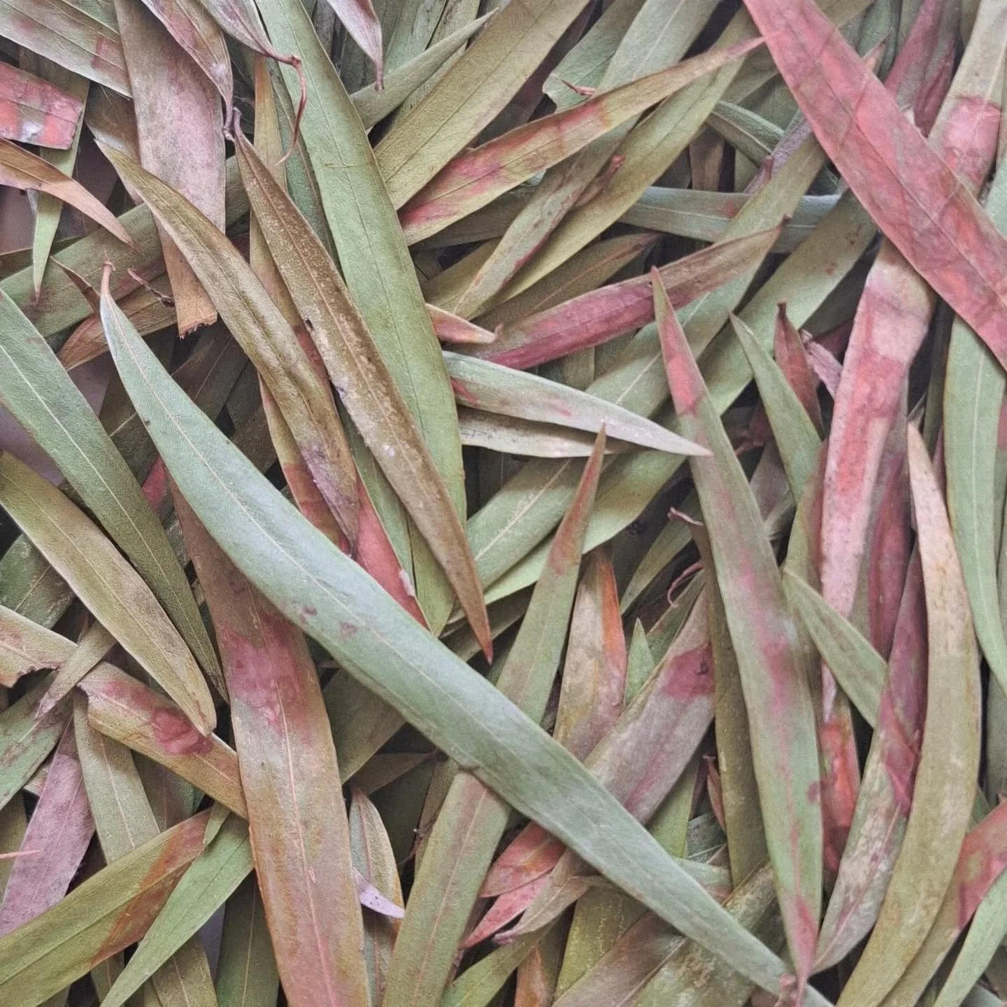 Things are coming alive at my AIR @goolugatupheathcote 💫

This week I signed/committed (😬) to my first solo exhibition in Feb 2026. I was just a baby at my Nanna Norma&rsquo;s first show&mdash;now I&rsquo;m creating art with a baby growing inside m