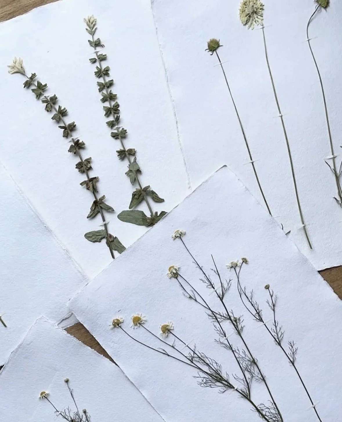 Wild Flower Prints 