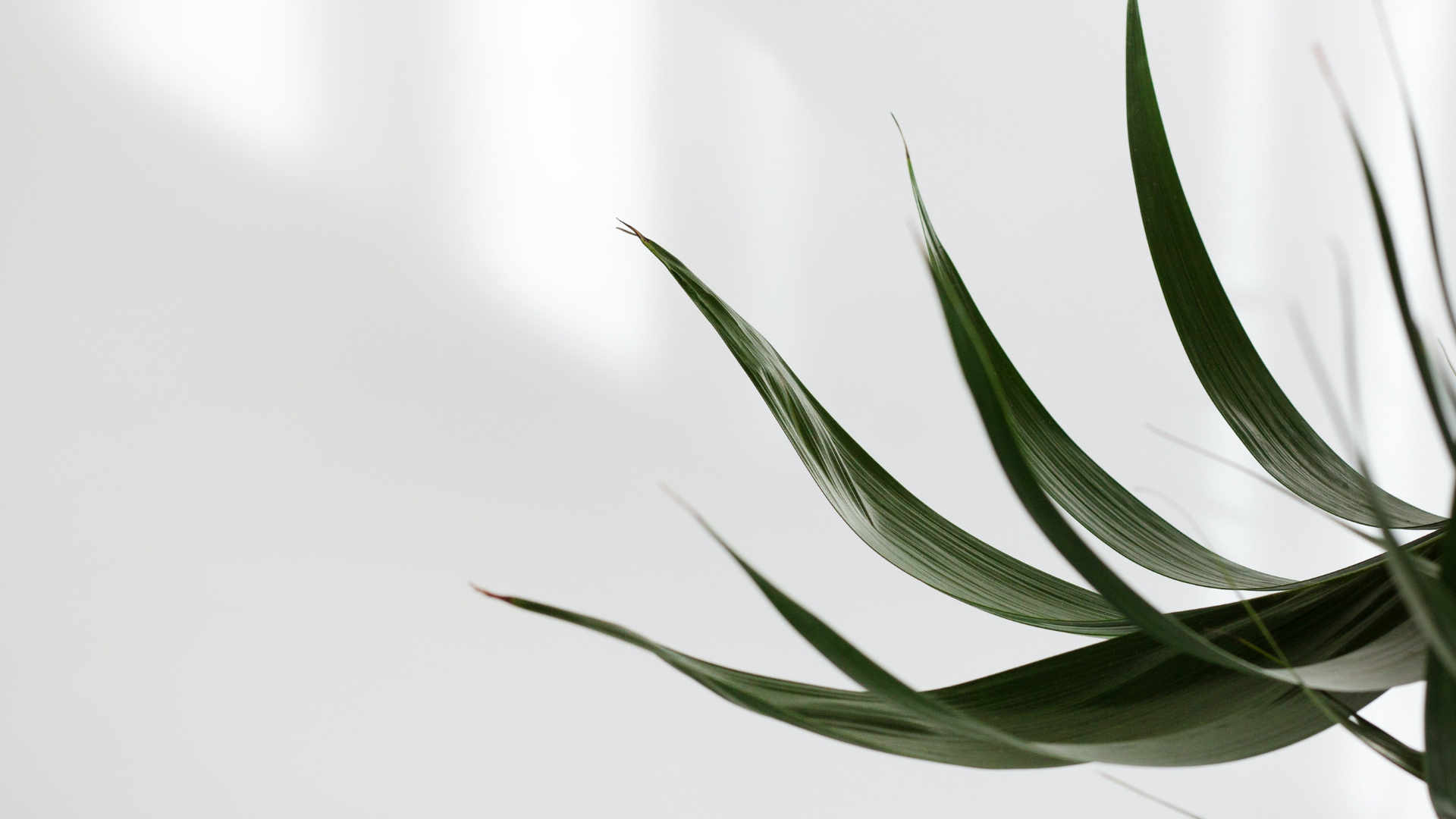 WORK & WELLNESS TRANSITION ARCHITECTURE