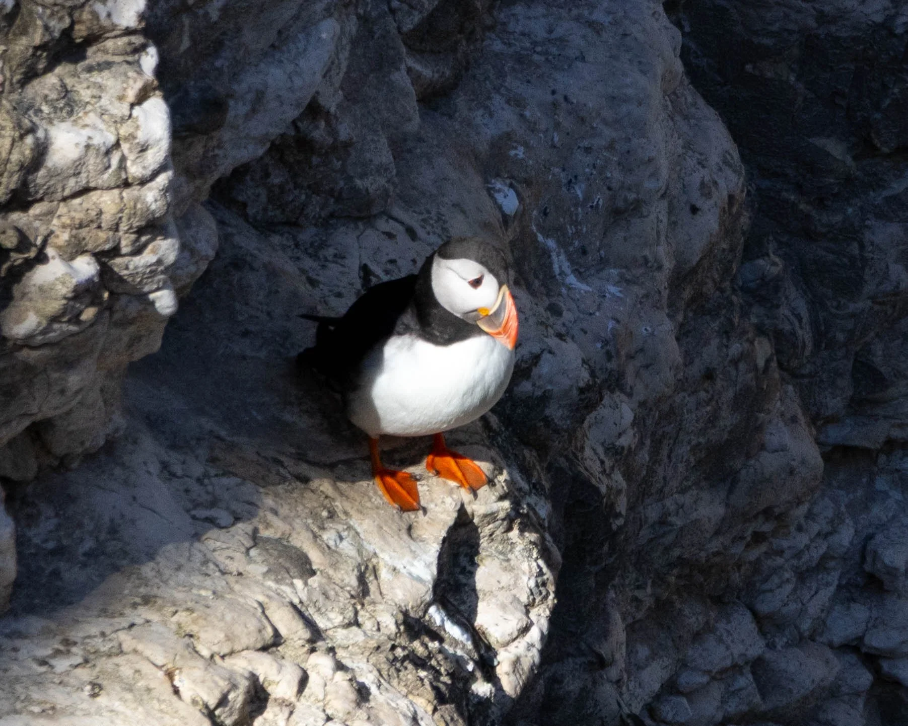 Bempton Birds (36 of 37).jpg
