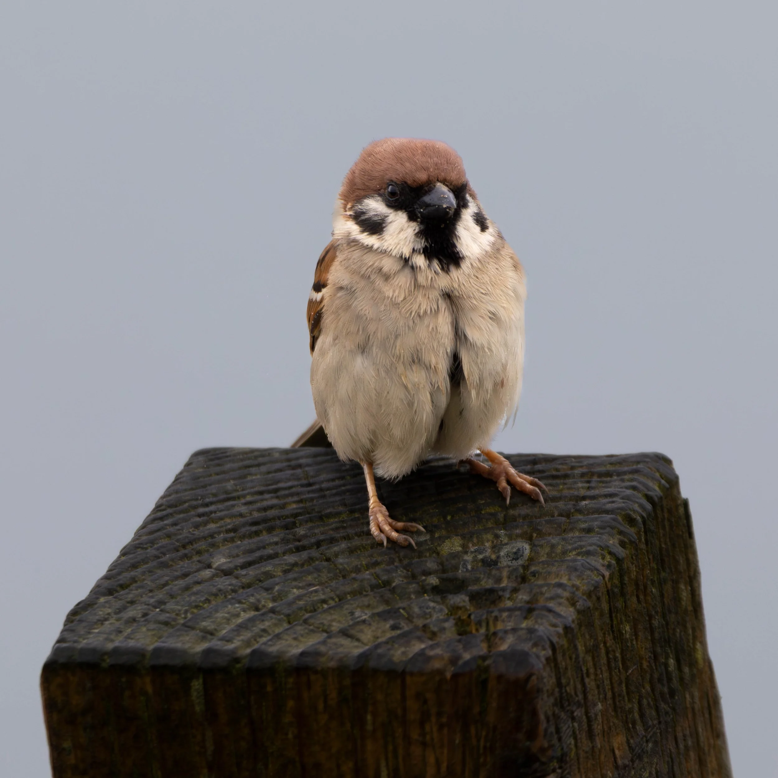 Bempton Birds (24 of 37).jpg
