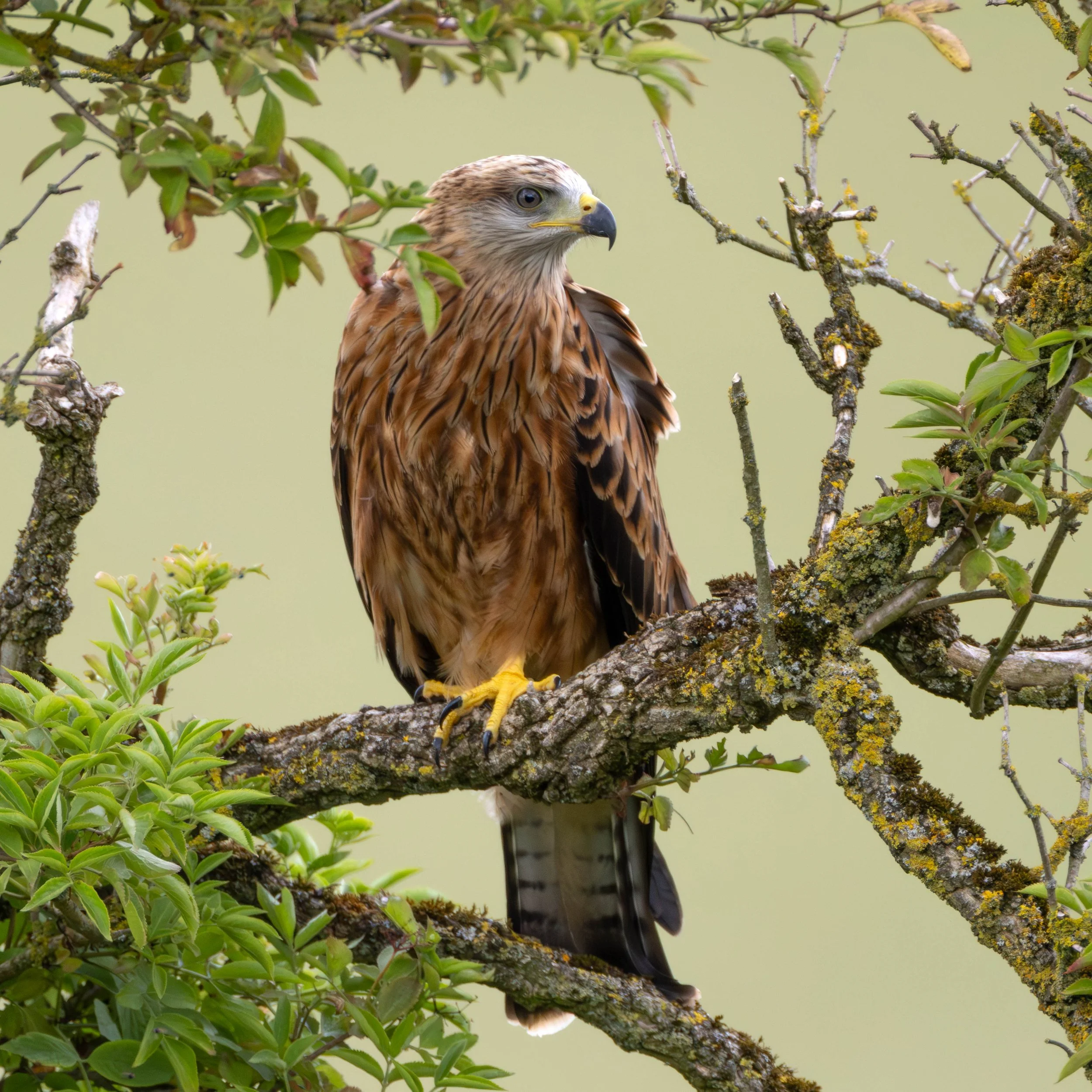 Red Kite in Tree 2026-1 (1 of 1).jpg