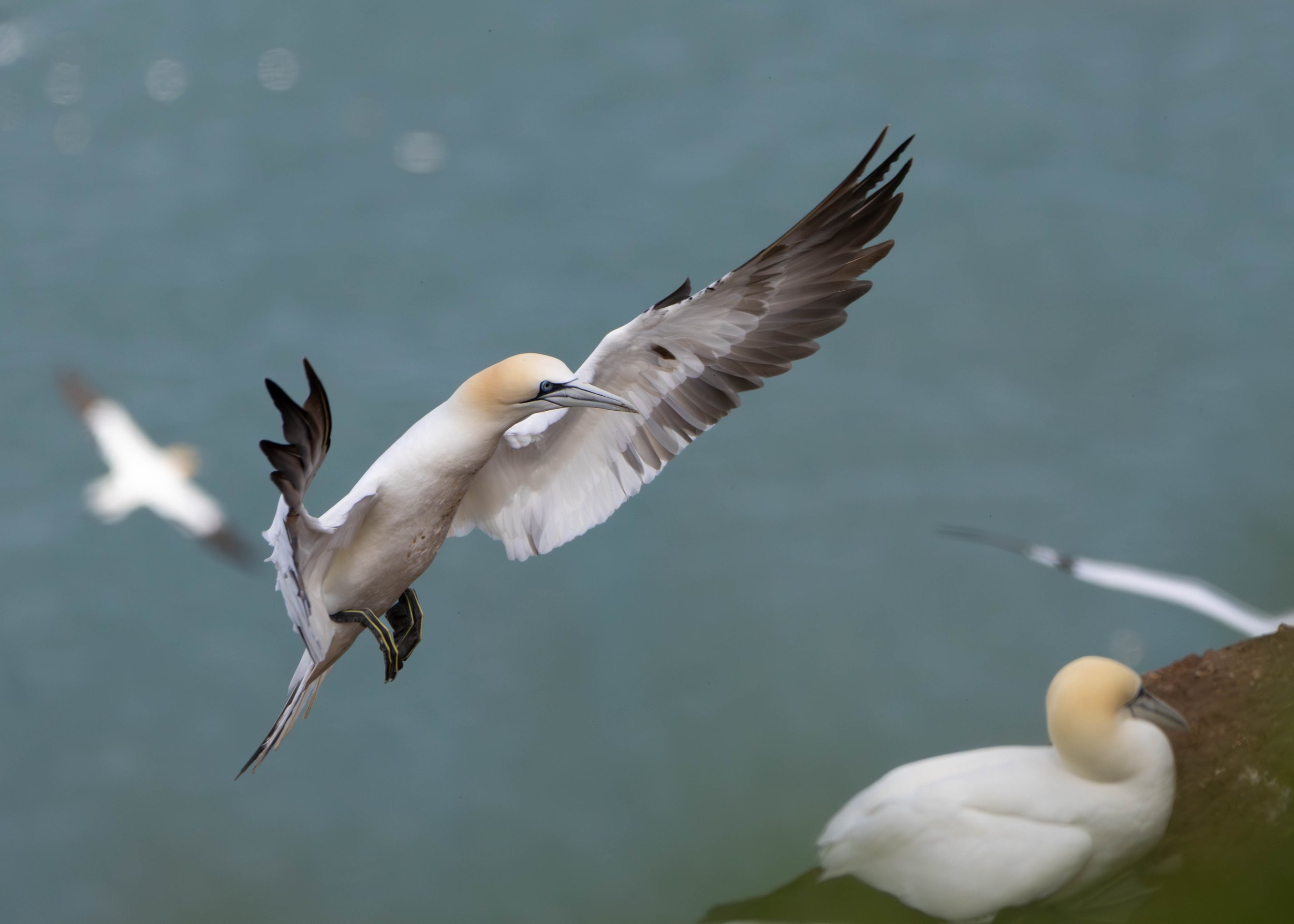 Gannets (8 of 11).jpg