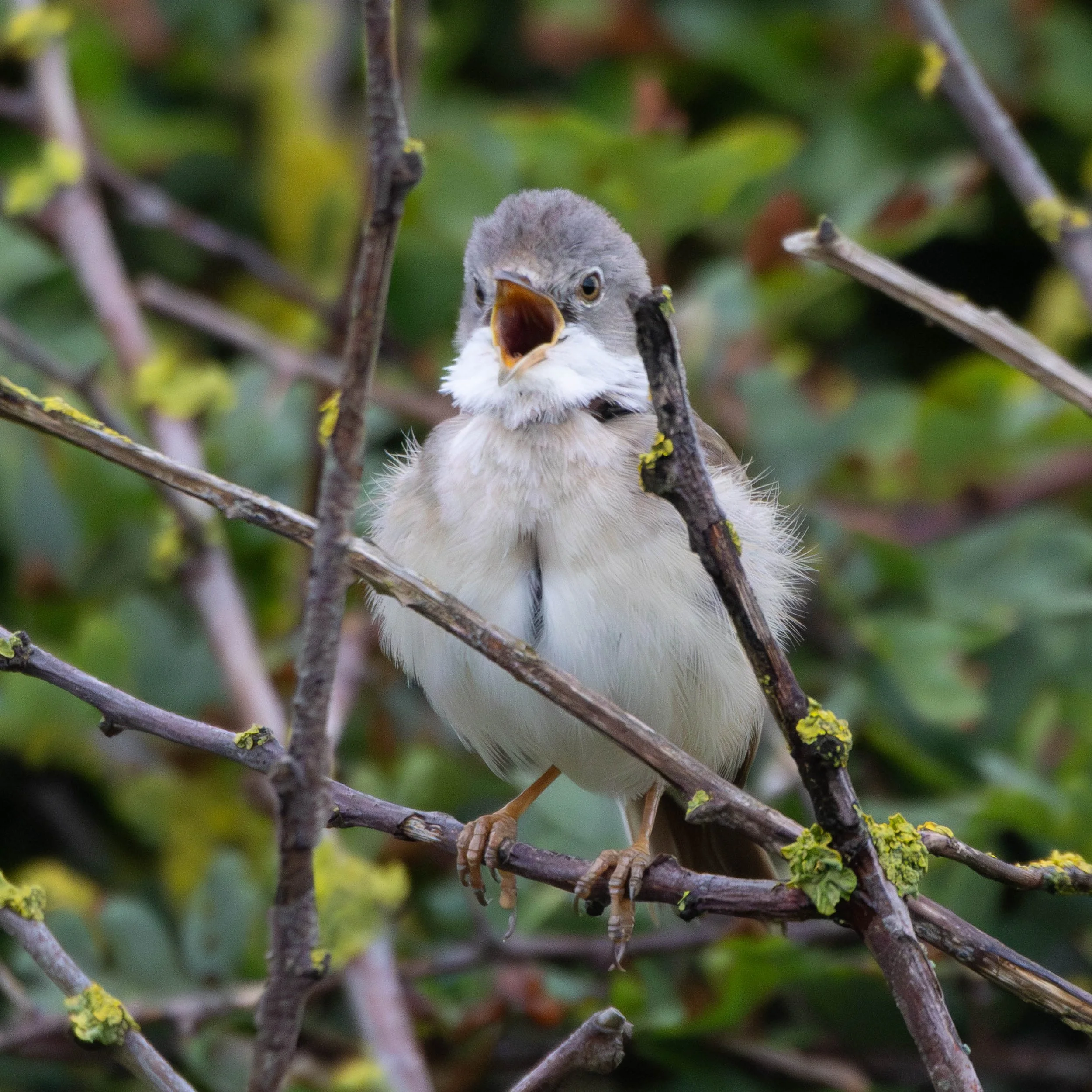 Bempton Birds (33 of 37).jpg