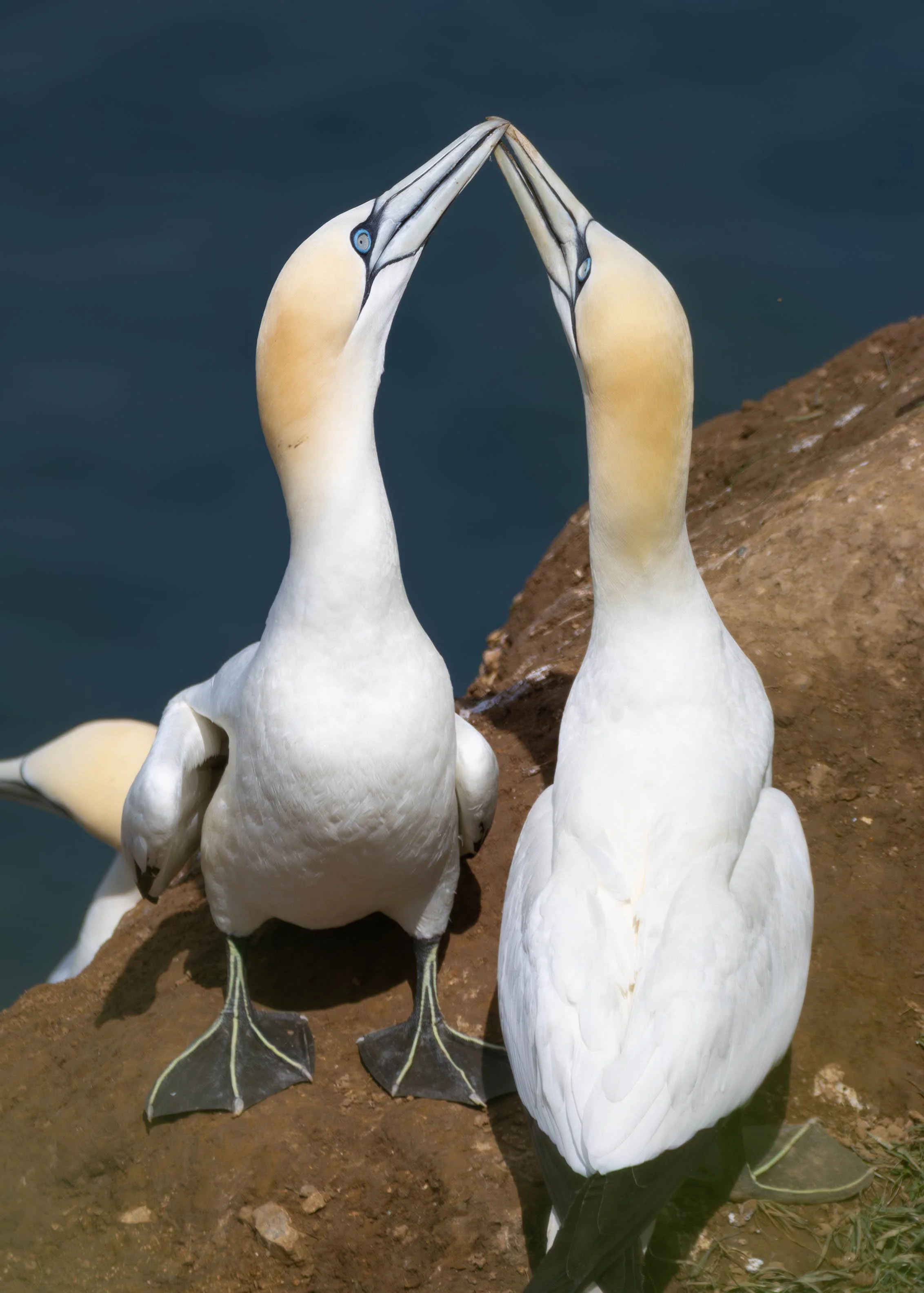 Gannets (4 of 11).jpg