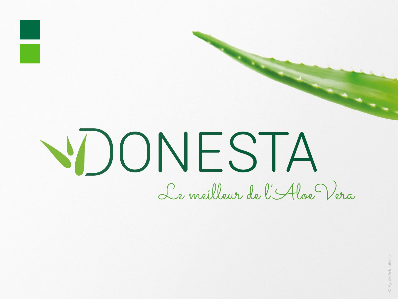 Création du logo Donesta, pour une entreprise de vente de produits à l'Aloe Vera établie en Suisse depuis plus de 25 ans.