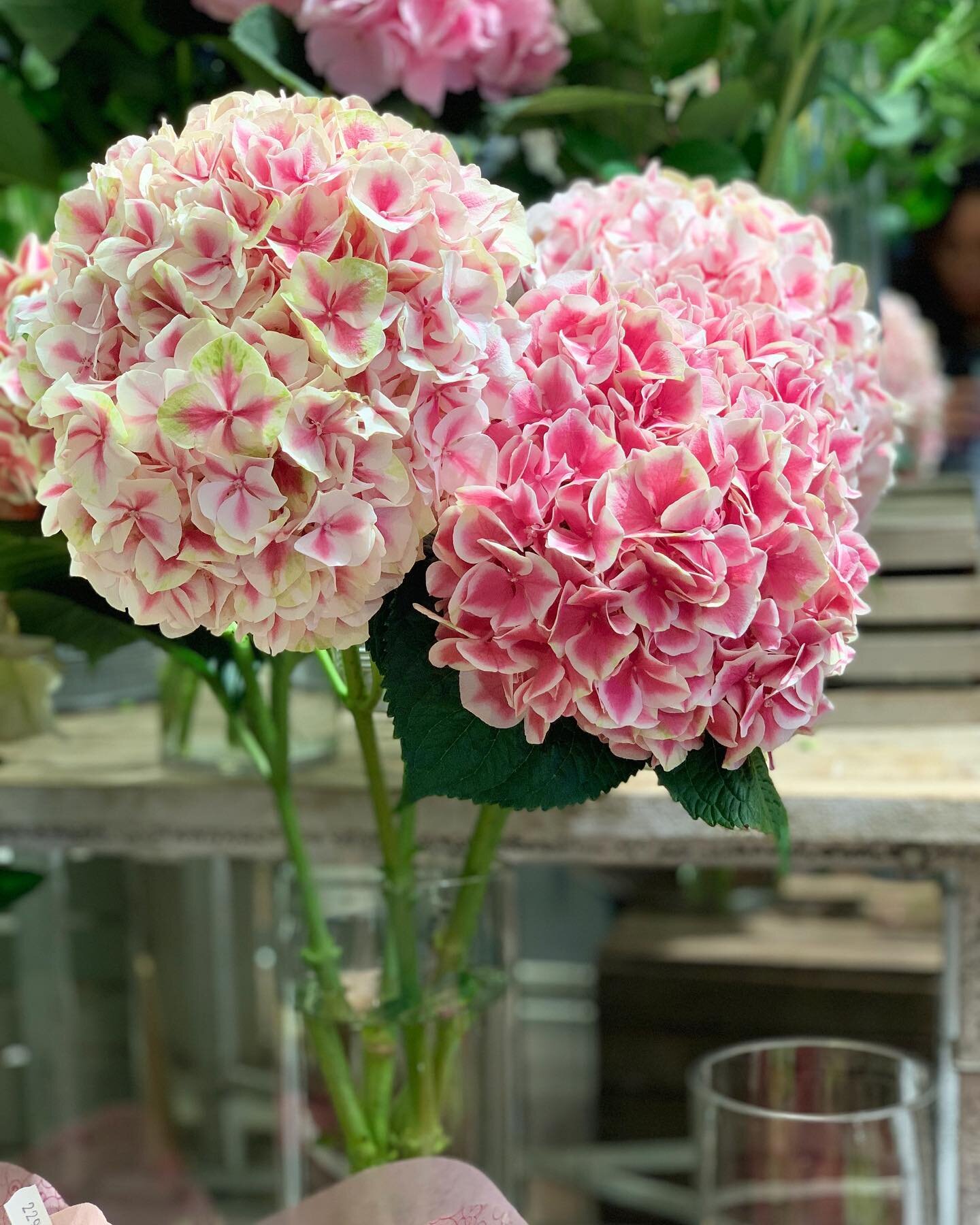 S&auml;songens blommor! Bland annat vackra n&auml;rodlade hortensior.🌸
&bull;
&bull;
&bull;
#flowerstagram #flowersofinstagram #hortensia #hydrangea #blomster #blommor