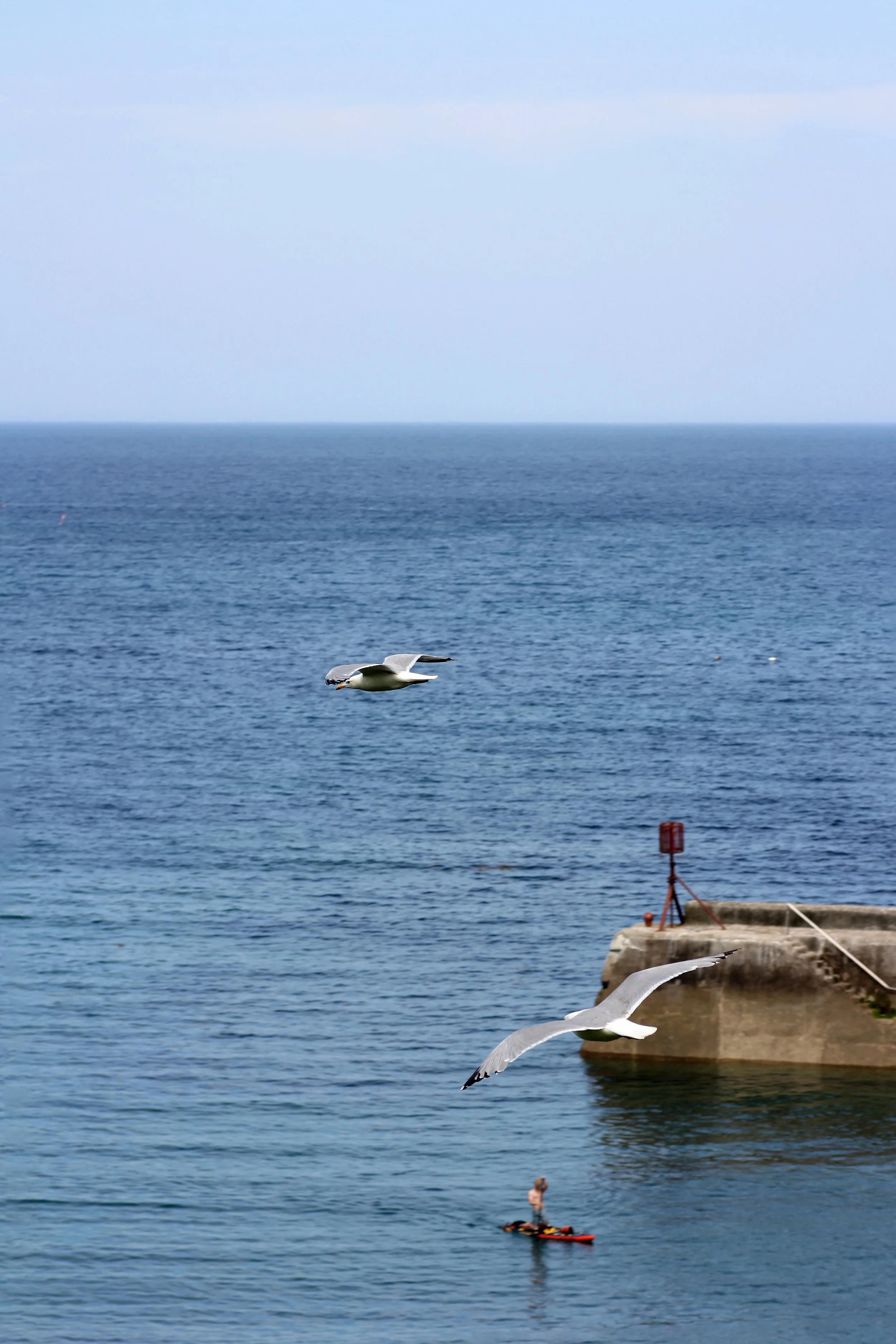 Small seagull flying low over the sea on the Port Isaac coastline