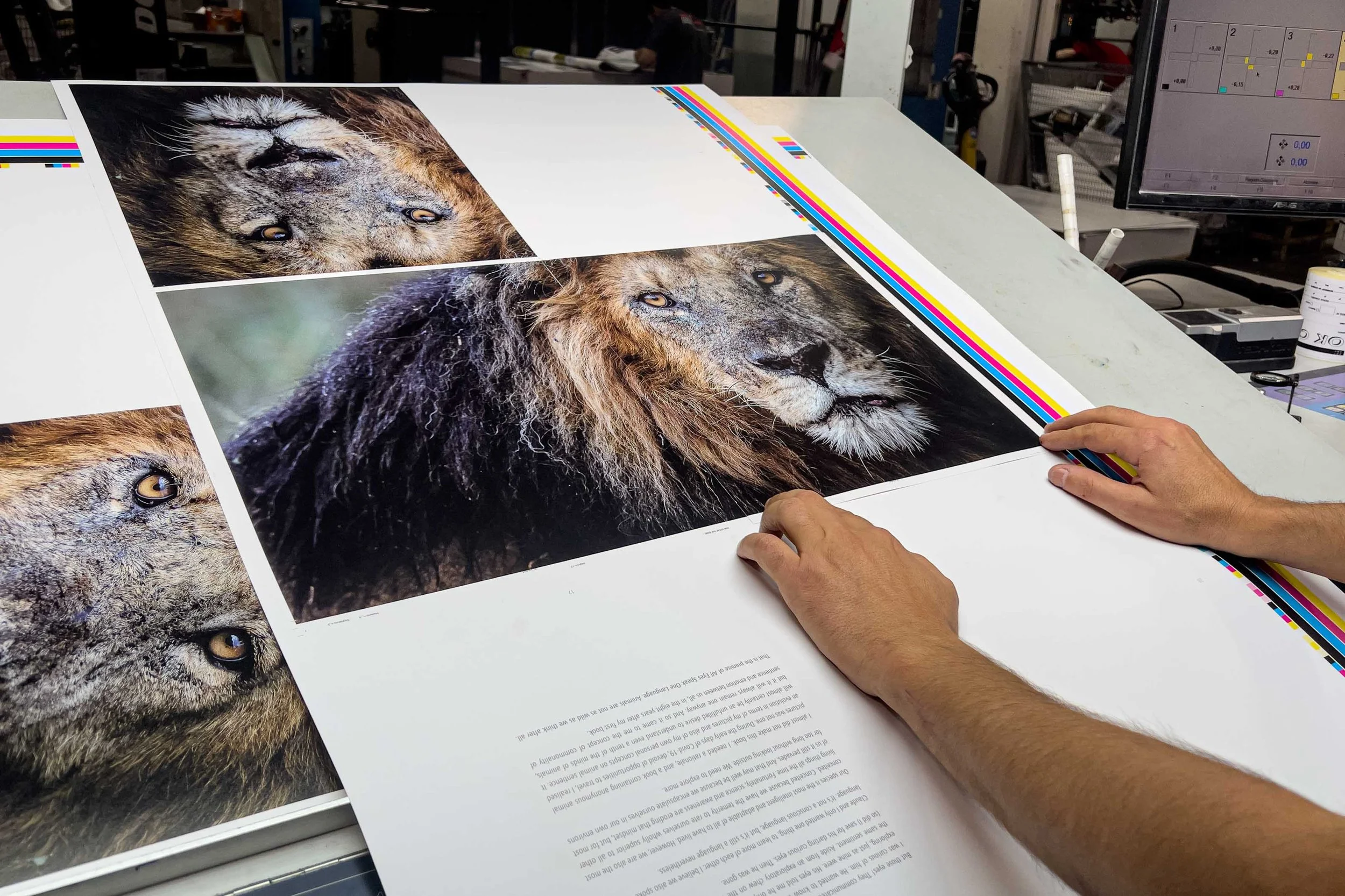 A lion portrait in the process of being professionally printed