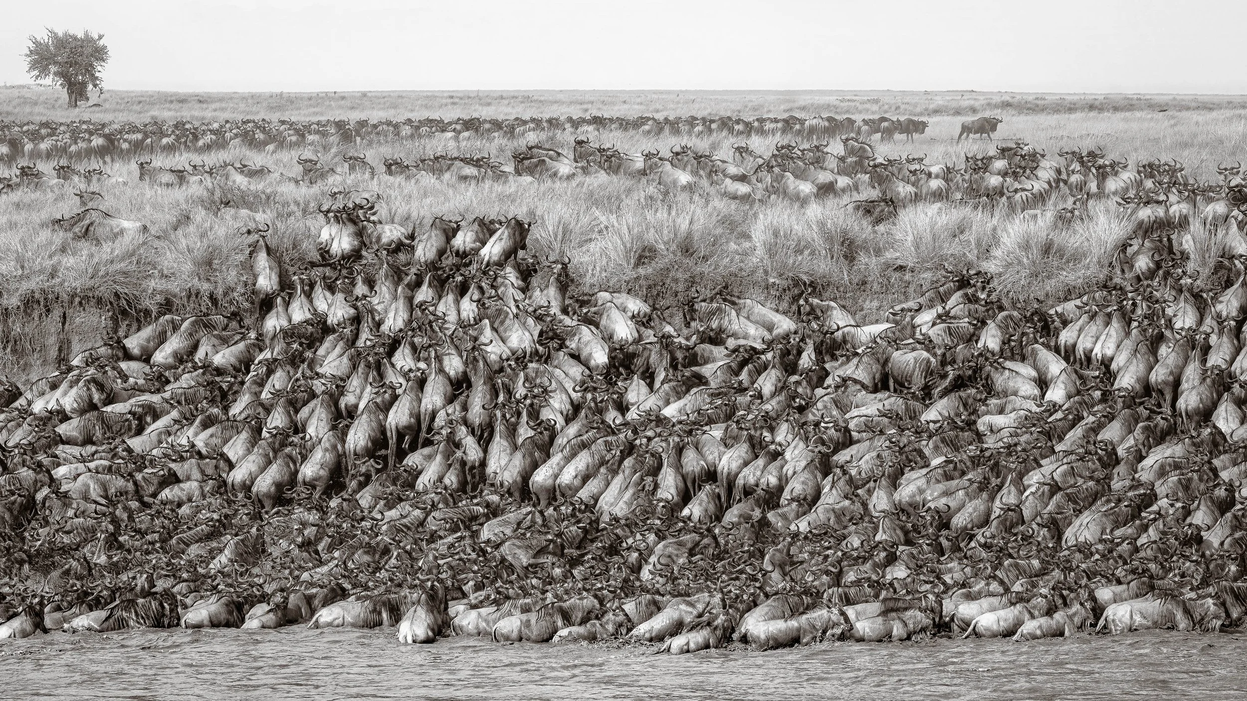 How To Photograph a Wildebeest River Crossing During Migration Season