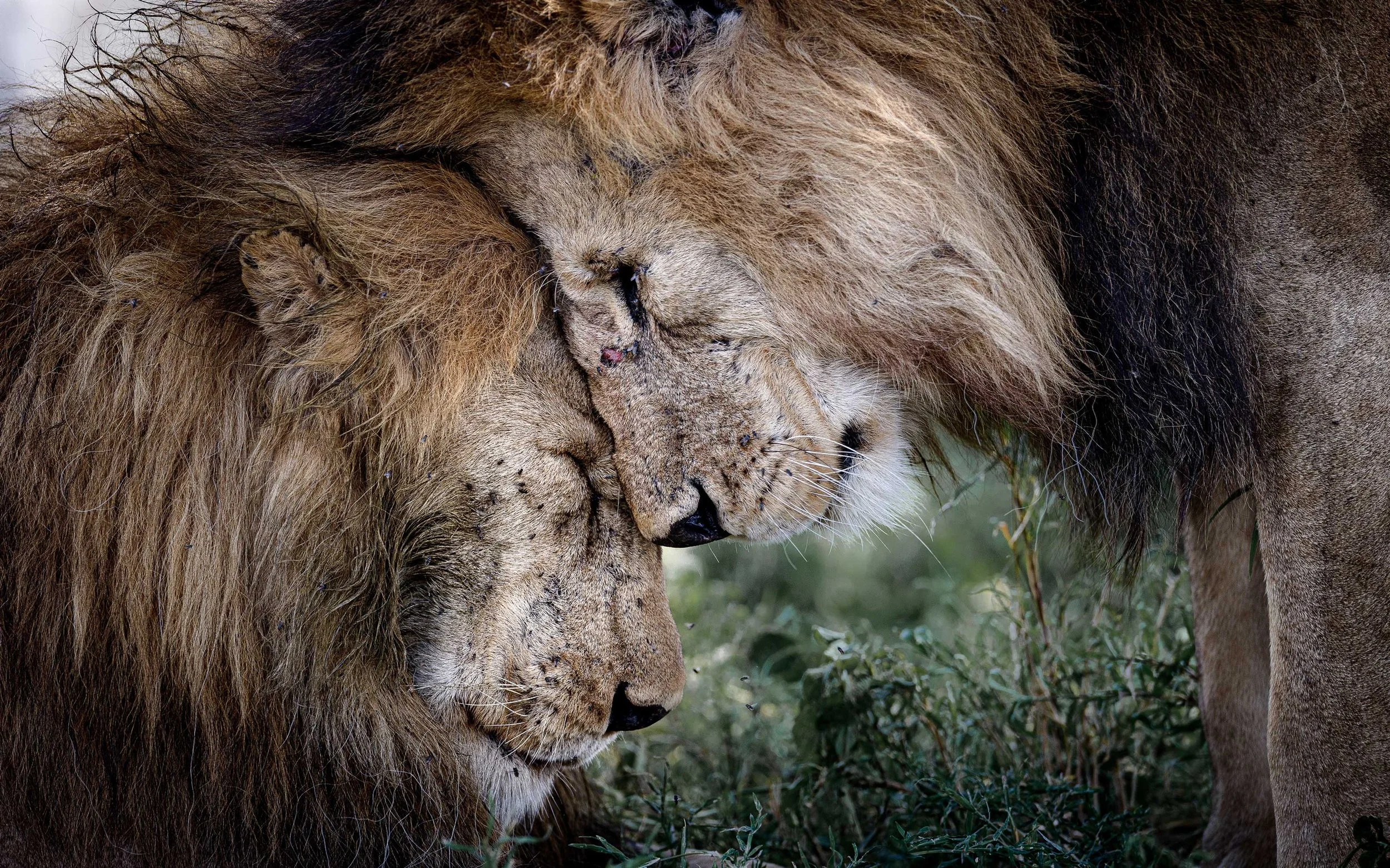 david-lloyd-wildlife-photography-prints-photo-safaris