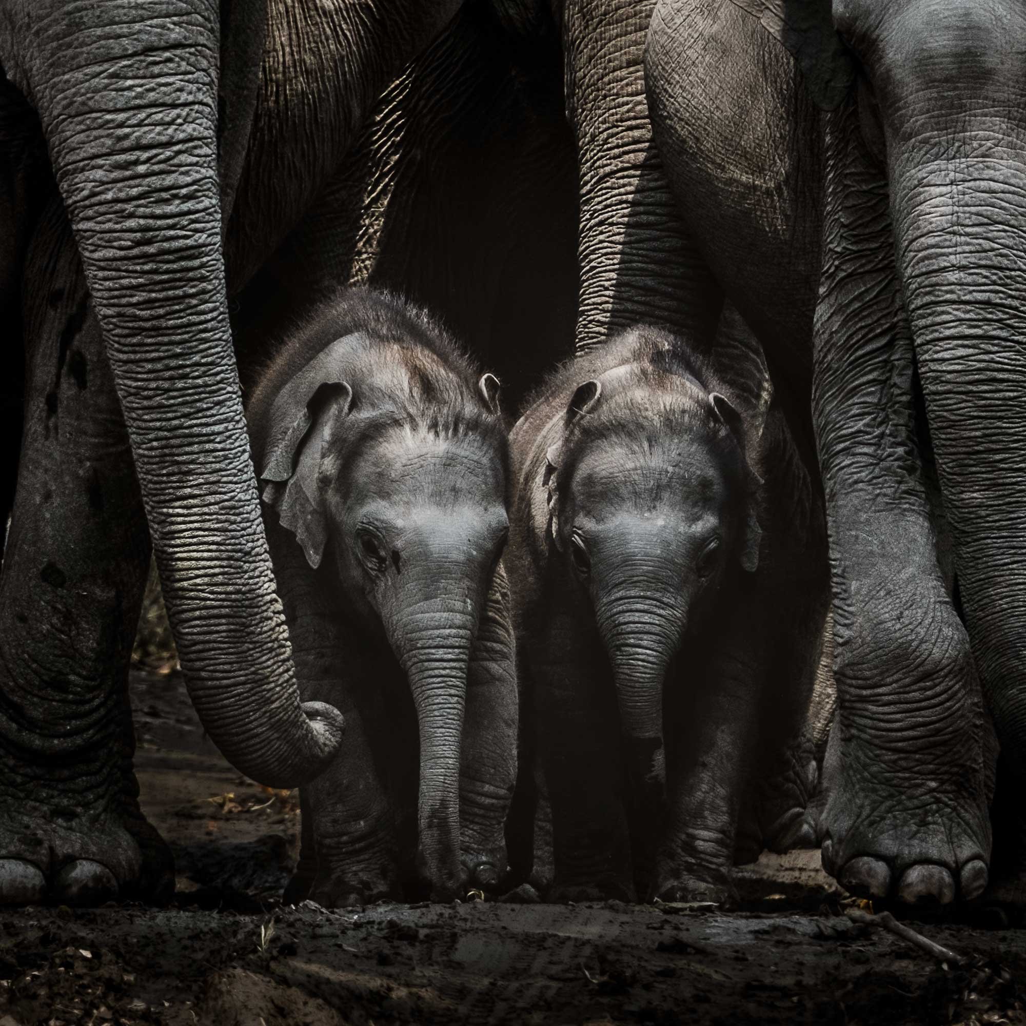 store-kaziranga-03.jpg